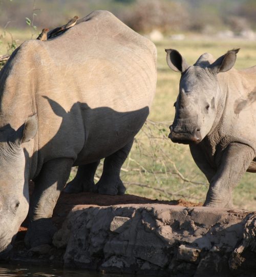jamala madikwe rhino
