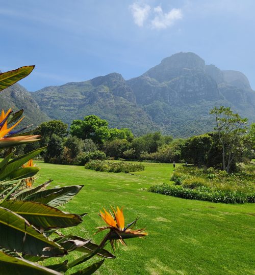 kirstenbosch national botanical garden 2024 7th batch 09 (1)