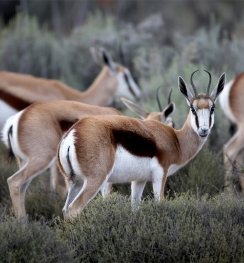 springbok1