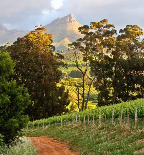 wine portfolio scaled