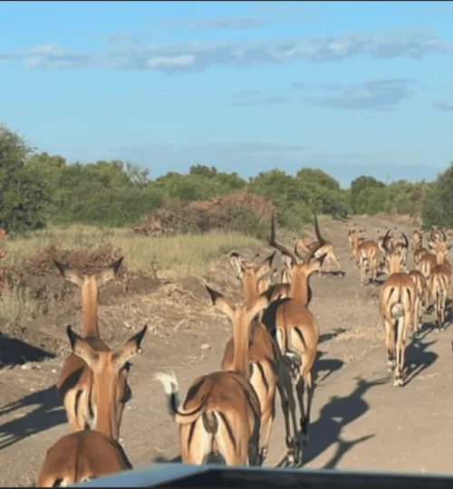 aquila private game reserve quadbike full day safari 4561593