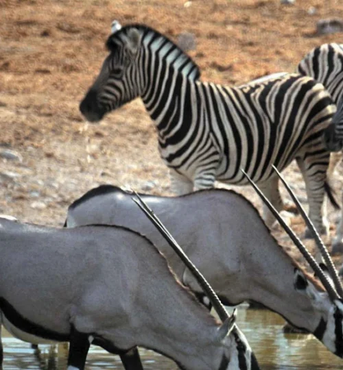 aquila safari private game reserve early morning game drive 2262664