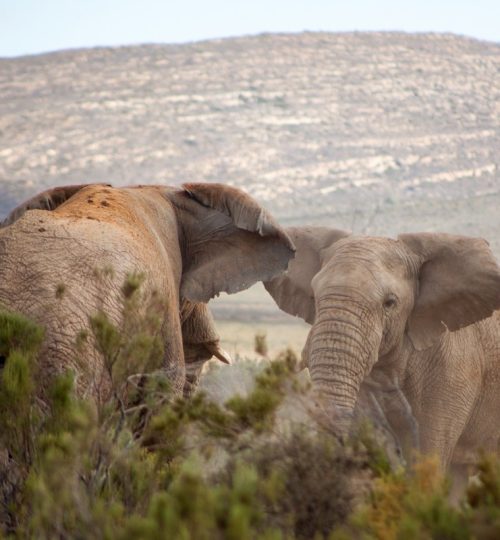 aquila private game reserve cover