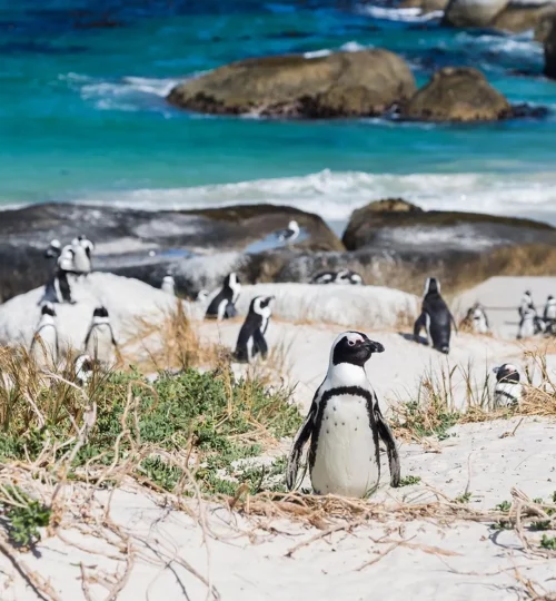 boulders beach penguins cape town south africa
