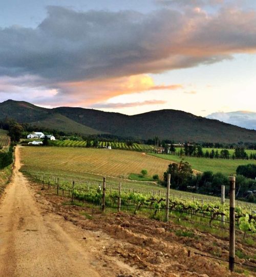 mariannewineestate 57 x large