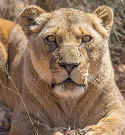 ready to pounce aquila private game reserve south africa